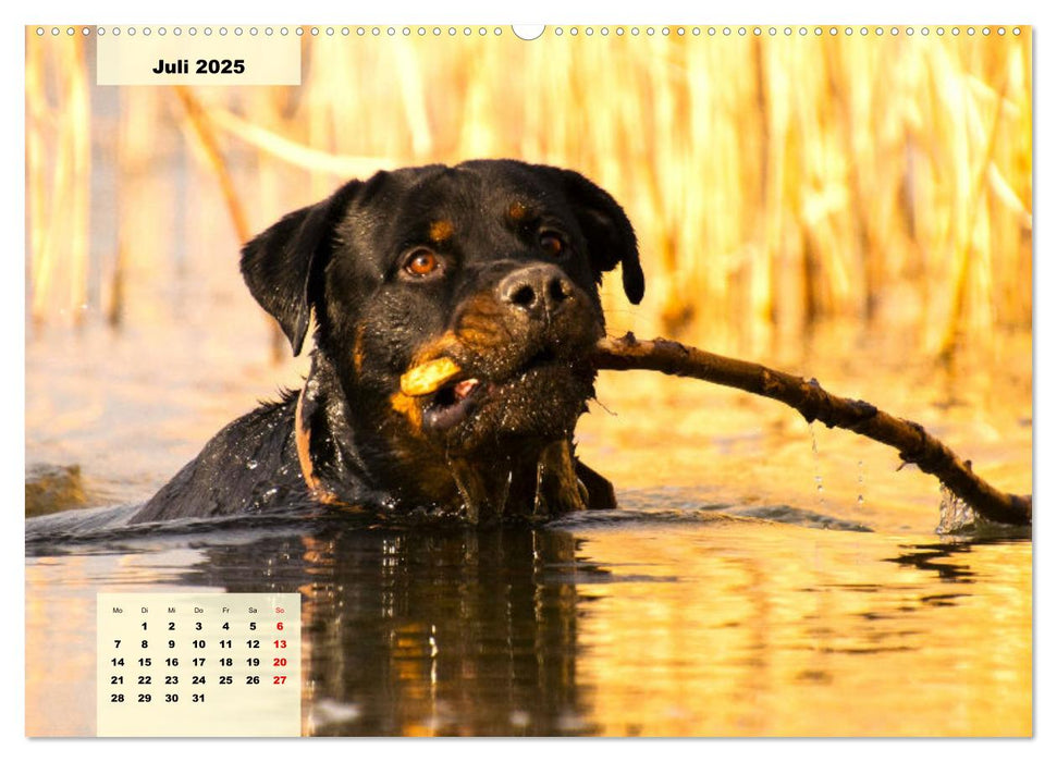 Mein Rottweiler. Nervenstarker Gebrauchs- und Begleithund (CALVENDO Premium Wandkalender 2025)