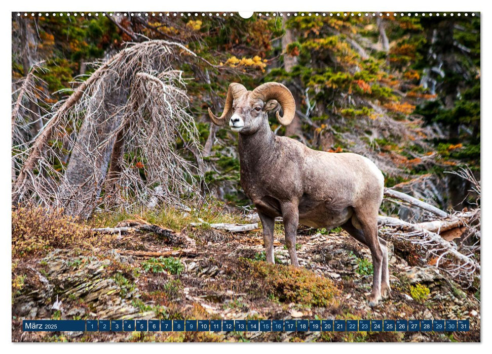 Glacier National Park - Abenteuer in den Rocky Mountains (CALVENDO Wandkalender 2025)