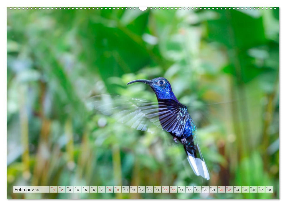 Costa Rica - Tierwelt und Landschaften (CALVENDO Premium Wandkalender 2025)