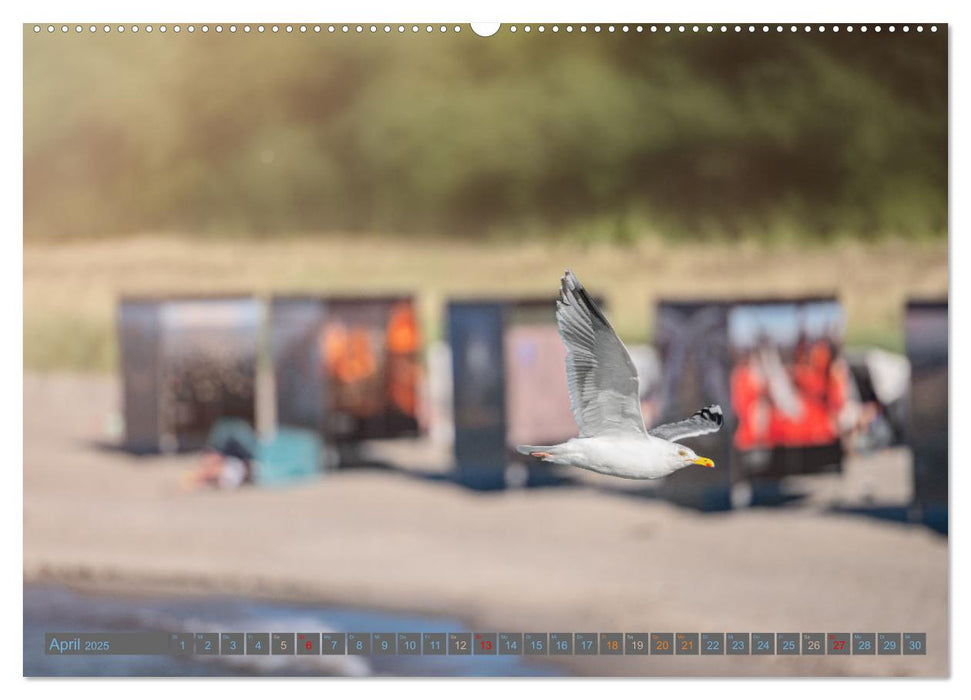 Zingst - die Ostsee von ihrer schönsten Seite (CALVENDO Premium Wandkalender 2025)