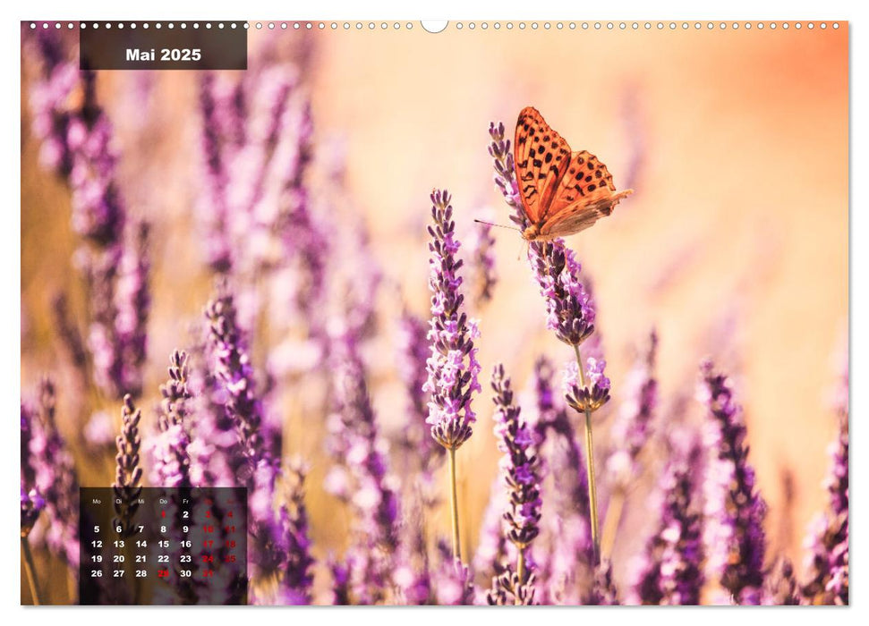 Provence - Farben und Düfte (CALVENDO Premium Wandkalender 2025)