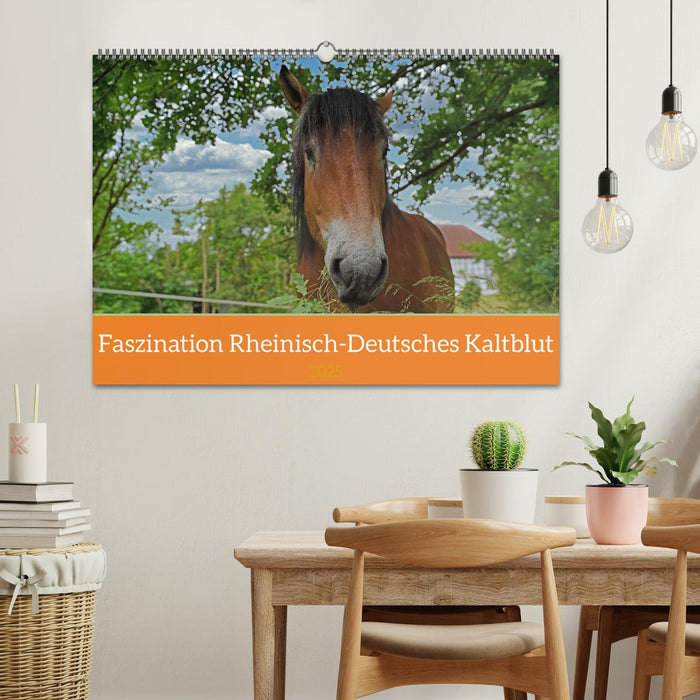 Faszination Rheinisch-Deutsches Kaltblut (CALVENDO Wandkalender 2025)