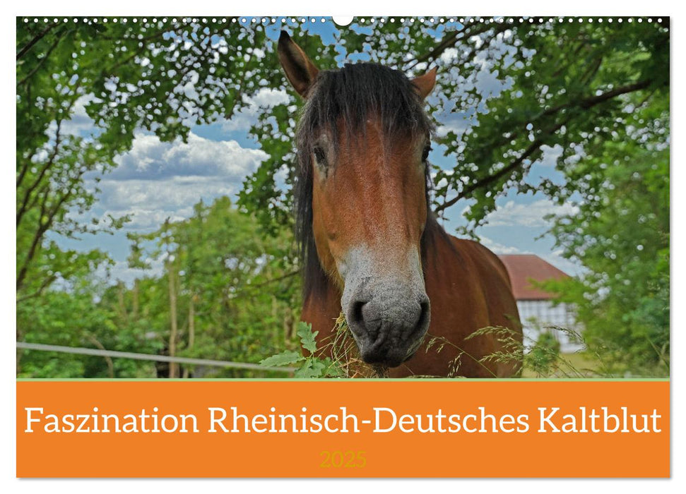 Faszination Rheinisch-Deutsches Kaltblut (CALVENDO Wandkalender 2025)