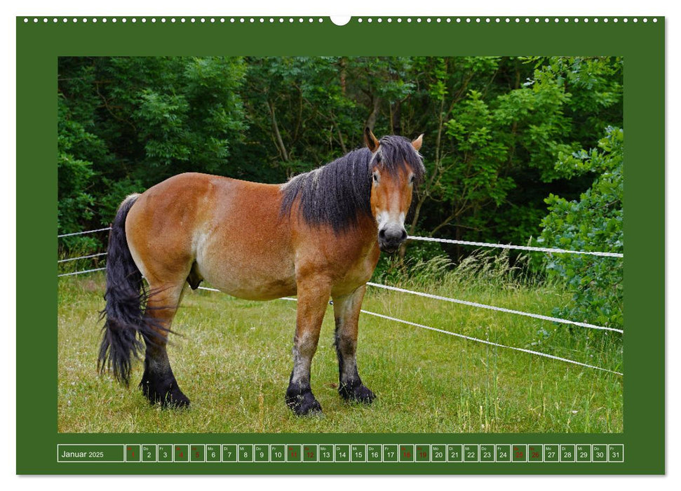 Faszination Rheinisch-Deutsches Kaltblut (CALVENDO Wandkalender 2025)