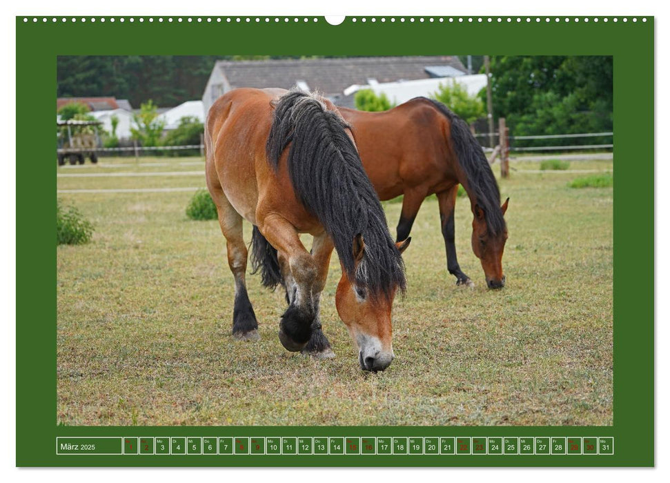 Faszination Rheinisch-Deutsches Kaltblut (CALVENDO Wandkalender 2025)