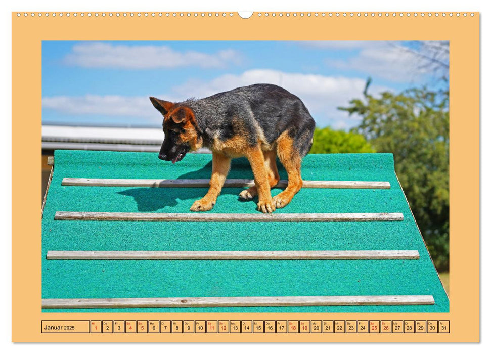 Welpentraining auf dem Hundeplatz (CALVENDO Premium Wandkalender 2025)