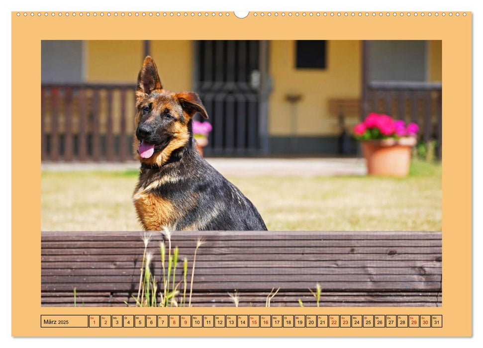 Welpentraining auf dem Hundeplatz (CALVENDO Premium Wandkalender 2025)