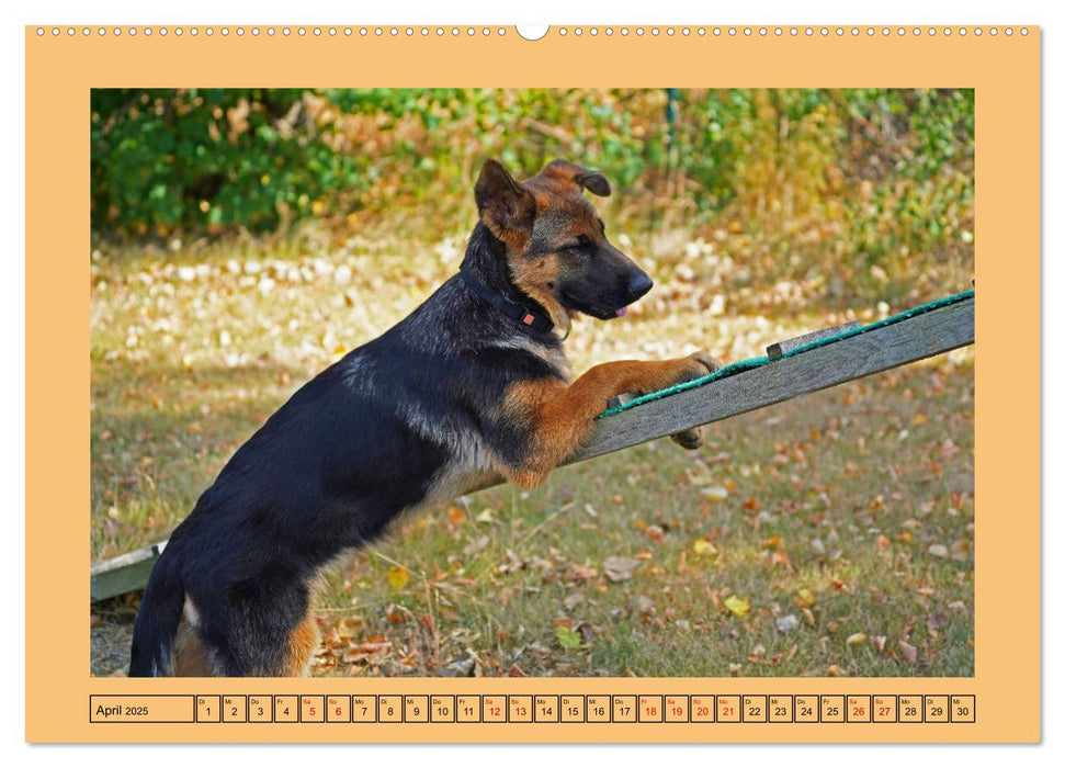 Welpentraining auf dem Hundeplatz (CALVENDO Premium Wandkalender 2025)