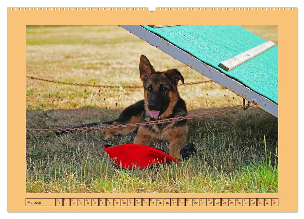 Welpentraining auf dem Hundeplatz (CALVENDO Premium Wandkalender 2025)