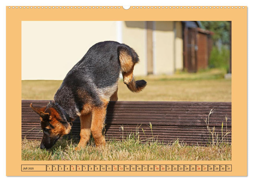 Welpentraining auf dem Hundeplatz (CALVENDO Premium Wandkalender 2025)