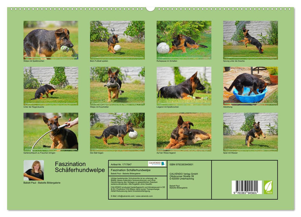 Faszination Schäferhundwelpe (CALVENDO Premium Wandkalender 2025)