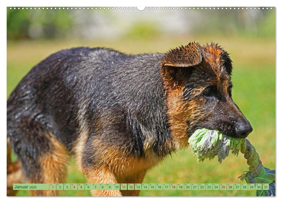 Faszination Schäferhundwelpe (CALVENDO Premium Wandkalender 2025)