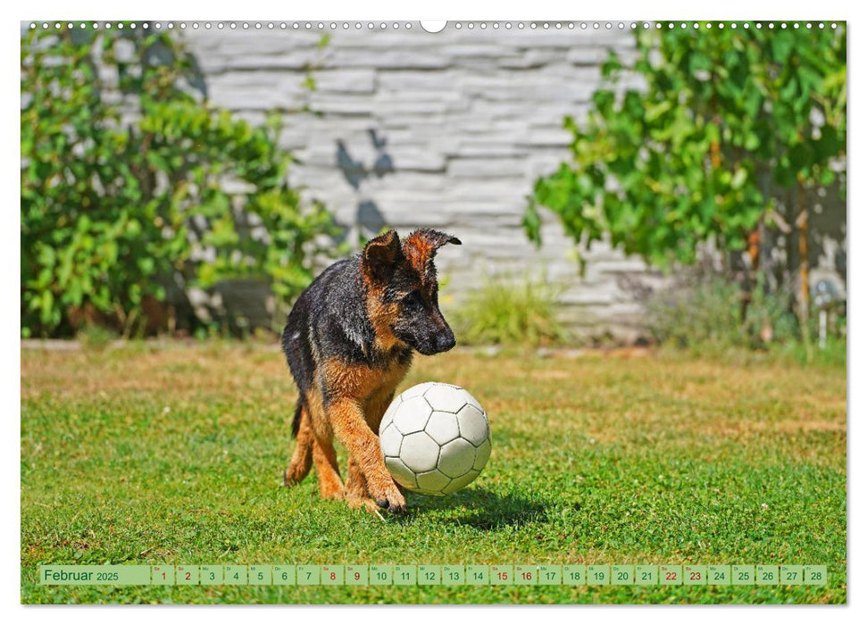 Faszination Schäferhundwelpe (CALVENDO Premium Wandkalender 2025)