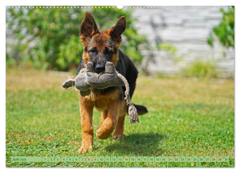 Faszination Schäferhundwelpe (CALVENDO Premium Wandkalender 2025)