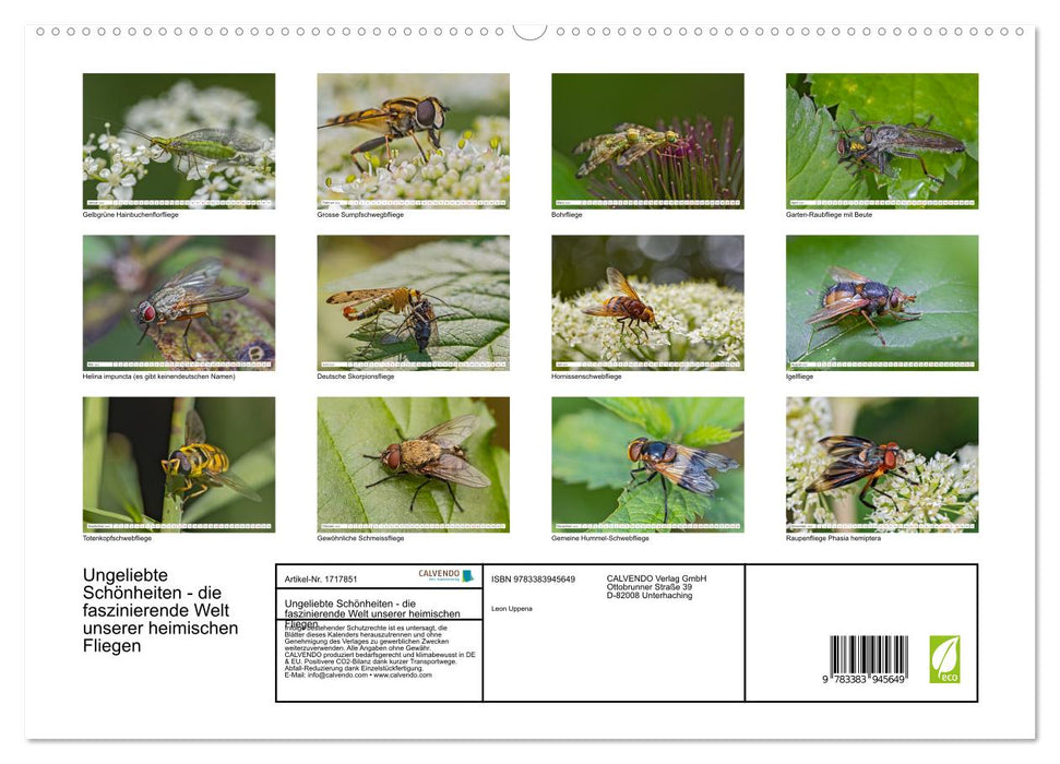 Ungeliebte Schönheiten - die faszinierende Welt unserer heimischen Fliegen (CALVENDO Premium Wandkalender 2025)