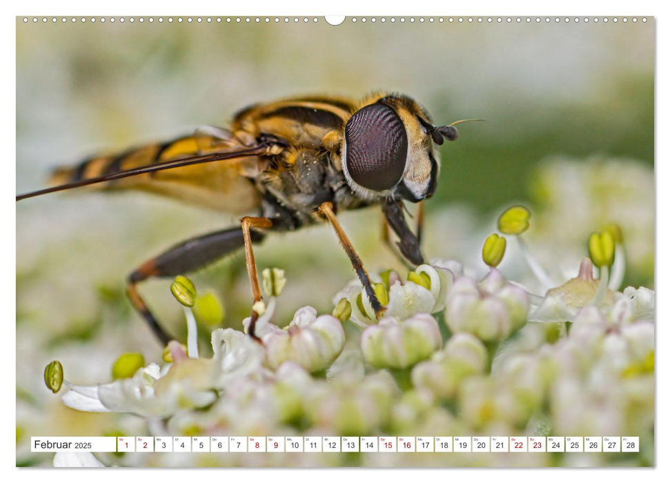 Ungeliebte Schönheiten - die faszinierende Welt unserer heimischen Fliegen (CALVENDO Premium Wandkalender 2025)