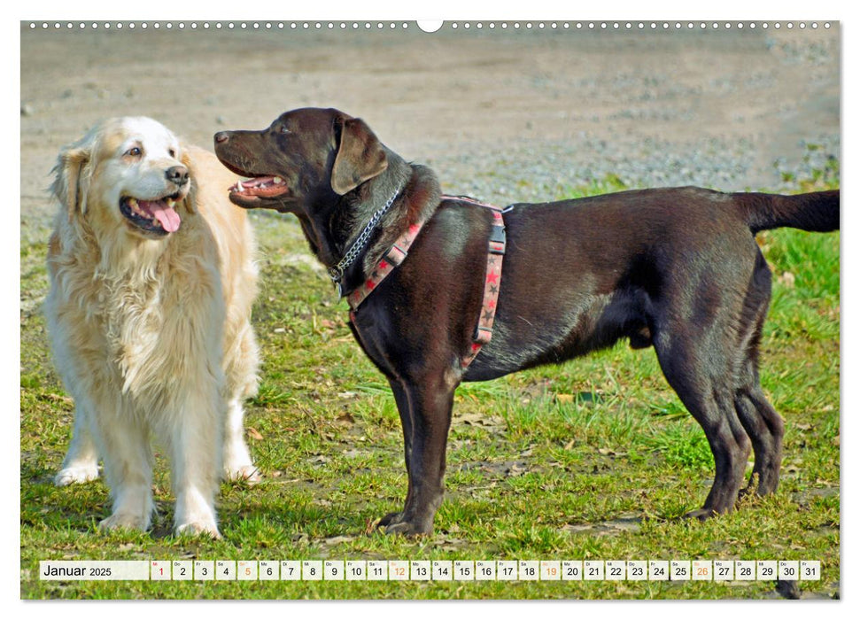 Beste Buddys (CALVENDO Premium Wandkalender 2025)