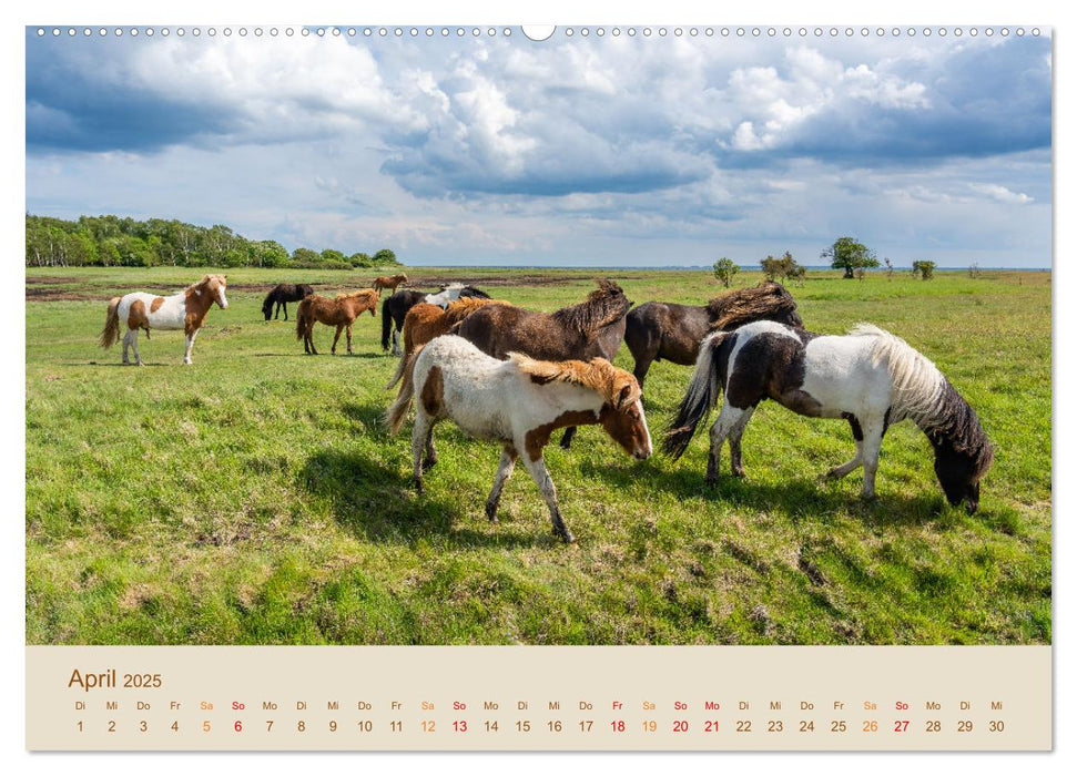 Zauberhaftes Fünen mit den Inseln Helnæs, Tåsinge und Langeland (CALVENDO Wandkalender 2025)