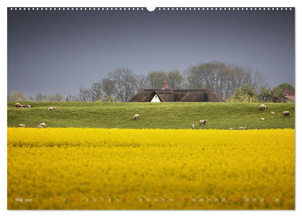 Wunderschönes Eiderstedt (CALVENDO Premium Wandkalender 2025)