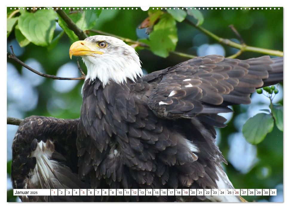 Tierwelt der Tundra (CALVENDO Premium Wandkalender 2025)