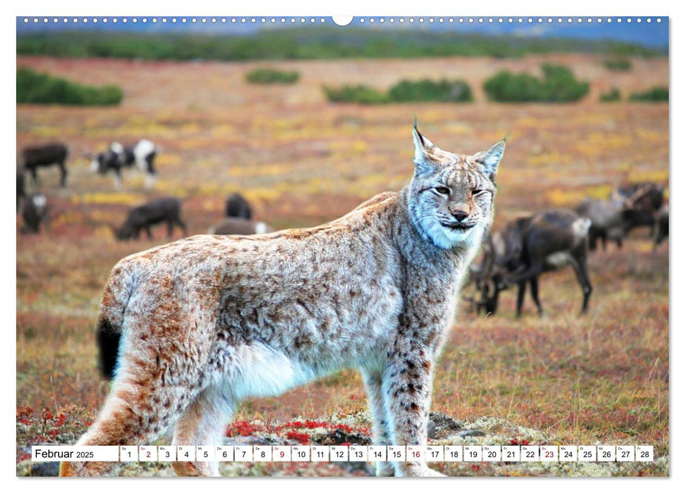 Tierwelt der Tundra (CALVENDO Premium Wandkalender 2025)