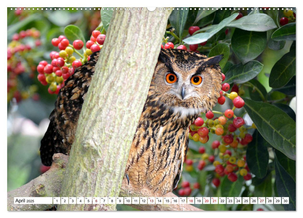 Tierwelt der Tundra (CALVENDO Premium Wandkalender 2025)