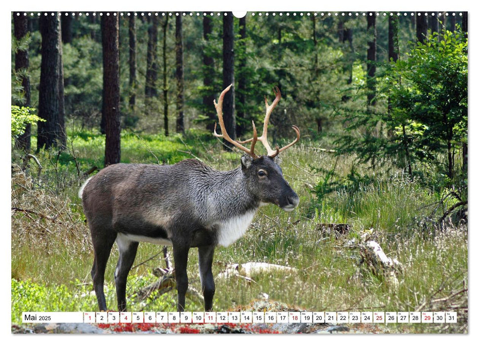 Tierwelt der Tundra (CALVENDO Premium Wandkalender 2025)