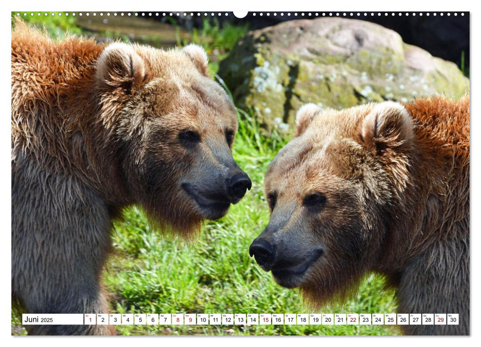 Tierwelt der Tundra (CALVENDO Premium Wandkalender 2025)