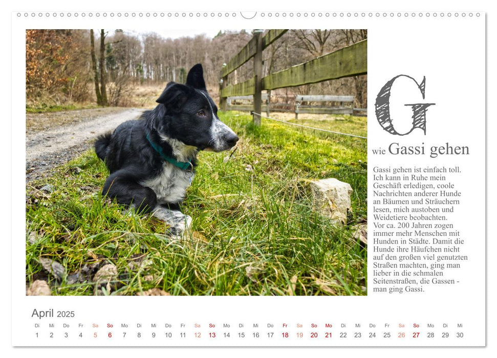 Das coole Hunde ABC (CALVENDO Wandkalender 2025)