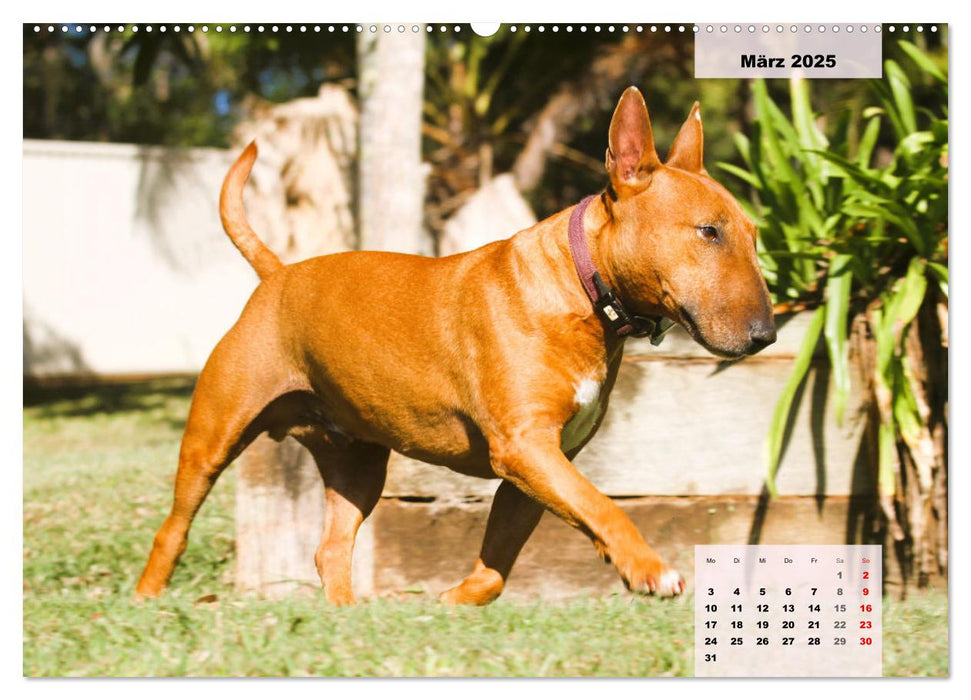 Bullterrier. Freudiges Wesen und Charakter (CALVENDO Wandkalender 2025)