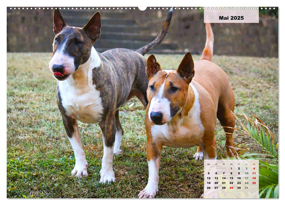 Bullterrier. Freudiges Wesen und Charakter (CALVENDO Wandkalender 2025)