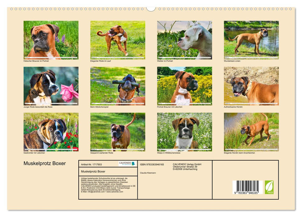 Muskelprotz Boxer (CALVENDO Premium Wandkalender 2025)