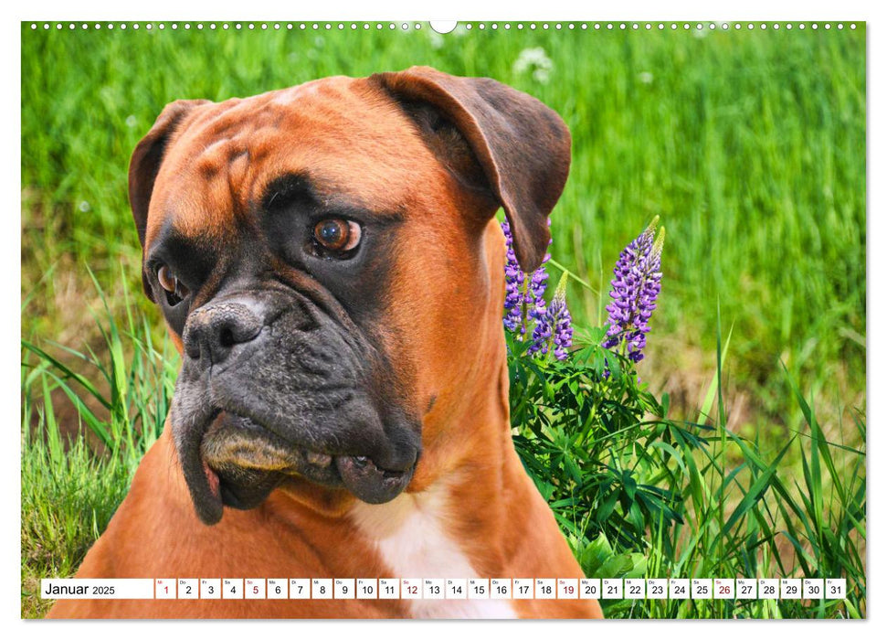 Muskelprotz Boxer (CALVENDO Premium Wandkalender 2025)