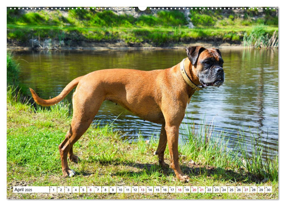 Muskelprotz Boxer (CALVENDO Premium Wandkalender 2025)