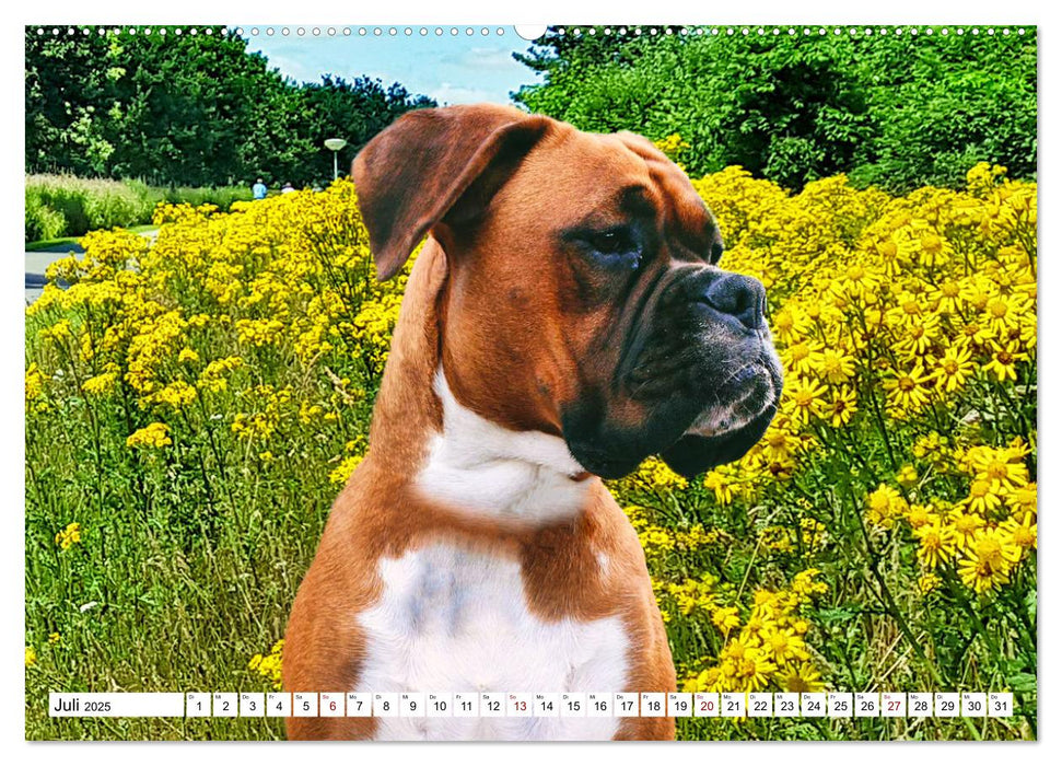 Muskelprotz Boxer (CALVENDO Premium Wandkalender 2025)