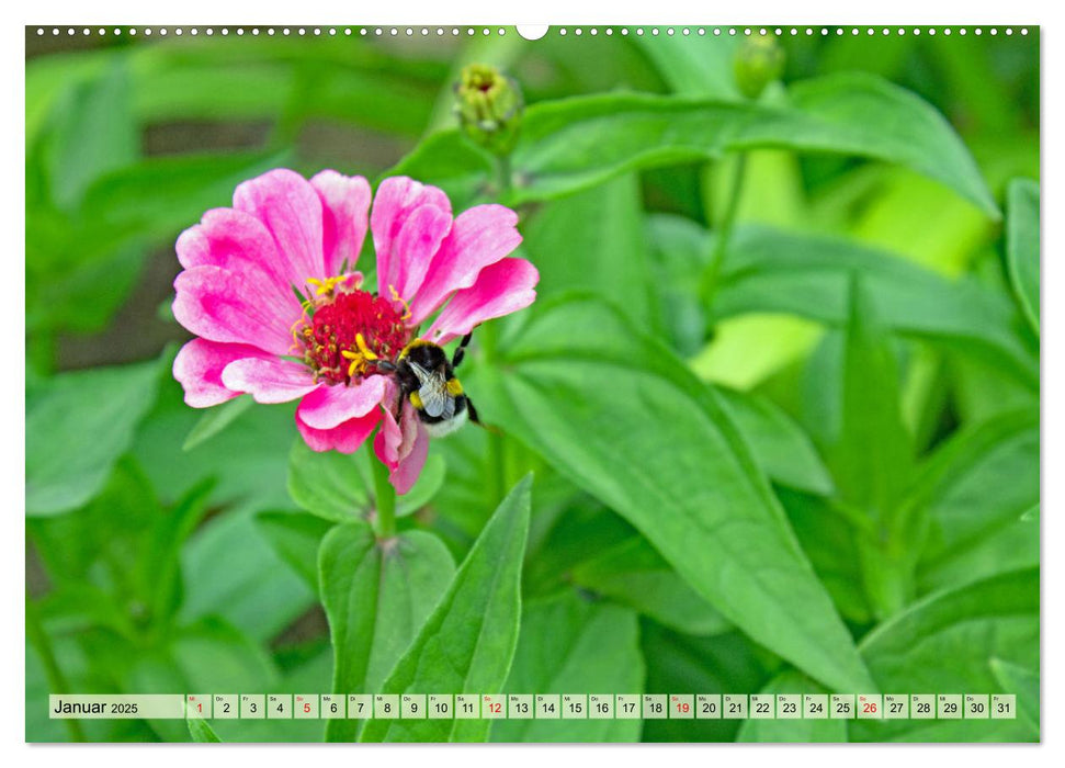 Wenn die Hummeln zum naschen kommen, ist dein Garten perfekt (CALVENDO Premium Wandkalender 2025)