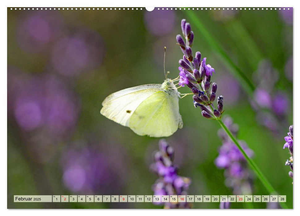 Wenn die Hummeln zum naschen kommen, ist dein Garten perfekt (CALVENDO Premium Wandkalender 2025)