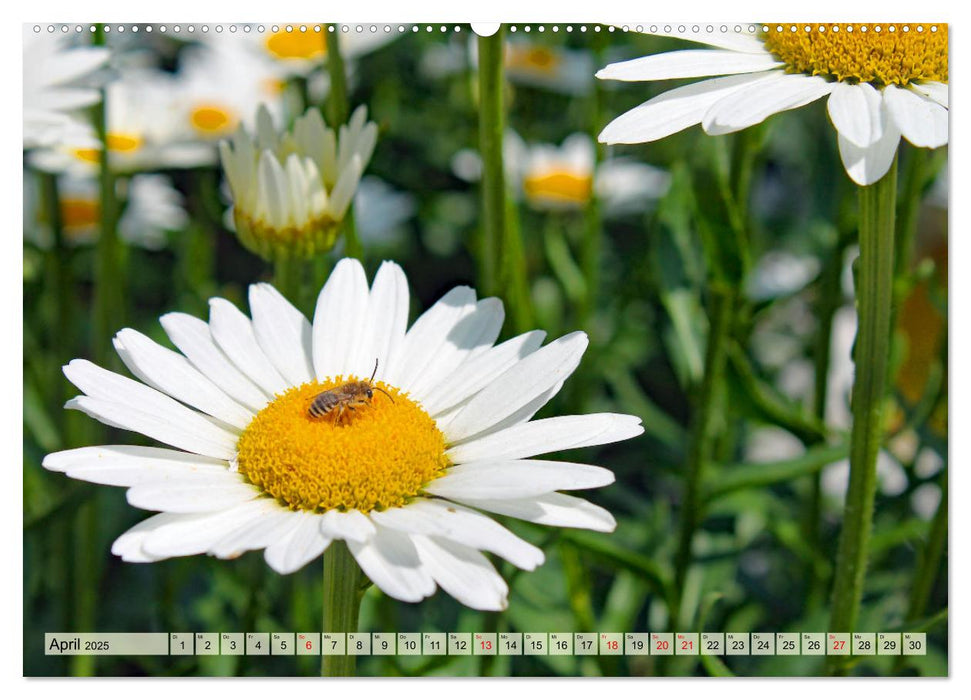 Wenn die Hummeln zum naschen kommen, ist dein Garten perfekt (CALVENDO Premium Wandkalender 2025)