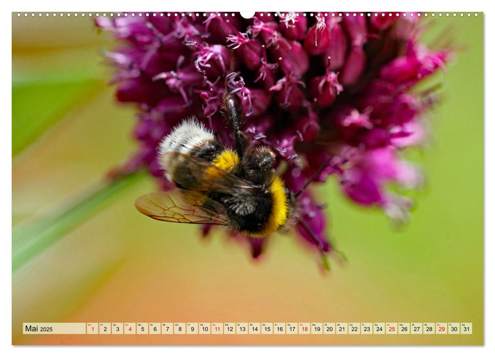 Wenn die Hummeln zum naschen kommen, ist dein Garten perfekt (CALVENDO Premium Wandkalender 2025)