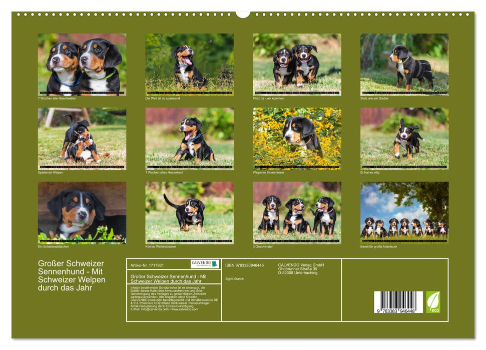 Großer Schweizer Sennenhund - Mit Schweizer Welpen durch das Jahr (CALVENDO Premium Wandkalender 2025)