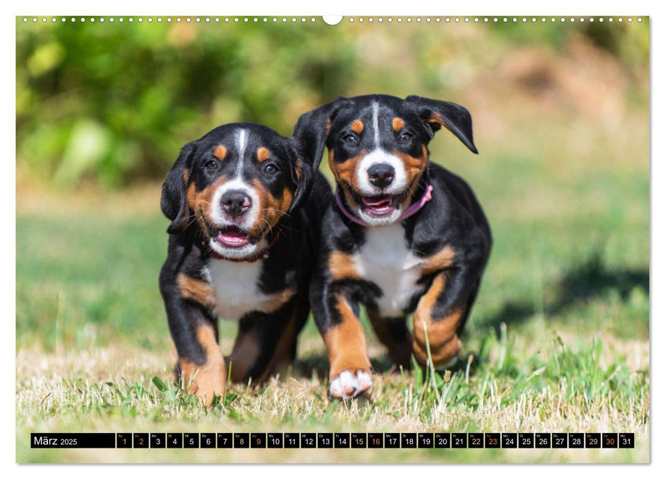 Großer Schweizer Sennenhund - Mit Schweizer Welpen durch das Jahr (CALVENDO Premium Wandkalender 2025)