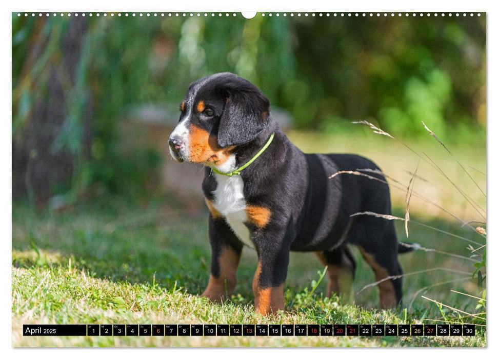 Großer Schweizer Sennenhund - Mit Schweizer Welpen durch das Jahr (CALVENDO Premium Wandkalender 2025)