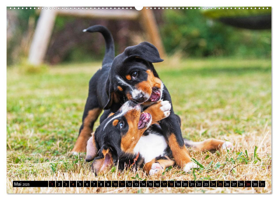 Großer Schweizer Sennenhund - Mit Schweizer Welpen durch das Jahr (CALVENDO Premium Wandkalender 2025)