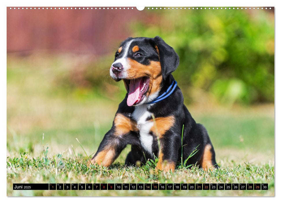 Großer Schweizer Sennenhund - Mit Schweizer Welpen durch das Jahr (CALVENDO Premium Wandkalender 2025)