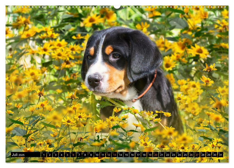 Großer Schweizer Sennenhund - Mit Schweizer Welpen durch das Jahr (CALVENDO Premium Wandkalender 2025)