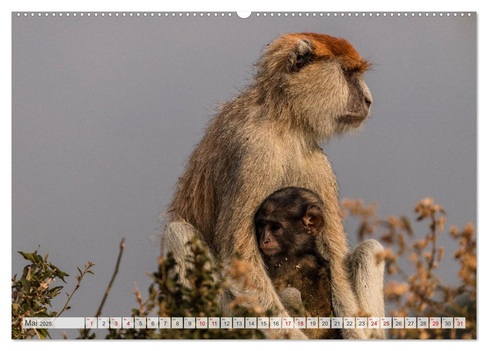 Uganda - ein Land der Vielfalt (CALVENDO Premium Wandkalender 2025)