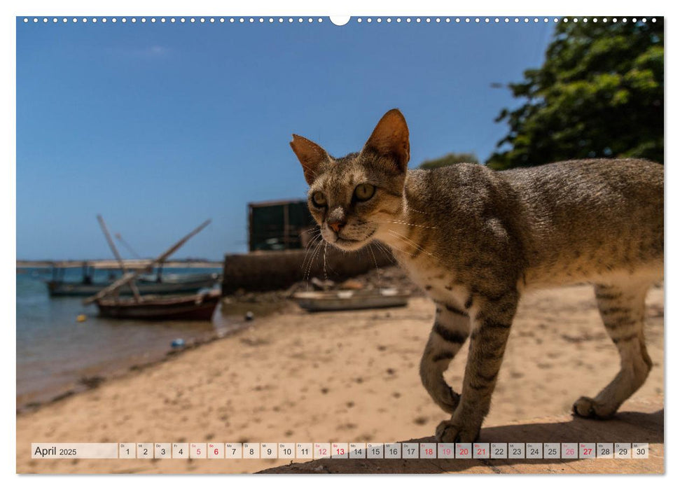 lamu - eintauchen in eine andere Welt vor der Küste Kenias (CALVENDO Premium Wandkalender 2025)