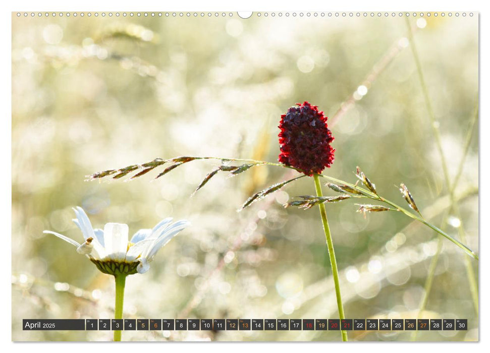 Taufrisch ... am frühen Morgen in der Wiese (CALVENDO Premium Wandkalender 2025)