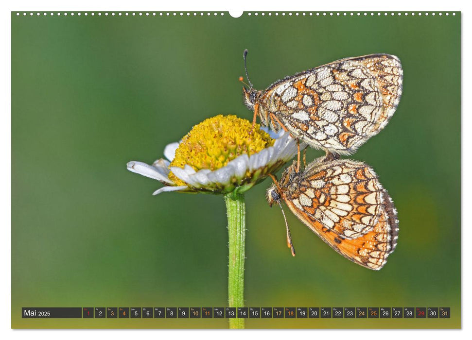 Taufrisch ... am frühen Morgen in der Wiese (CALVENDO Premium Wandkalender 2025)