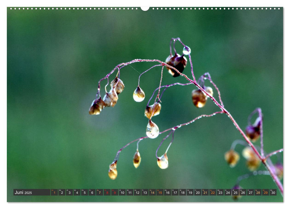 Taufrisch ... am frühen Morgen in der Wiese (CALVENDO Premium Wandkalender 2025)